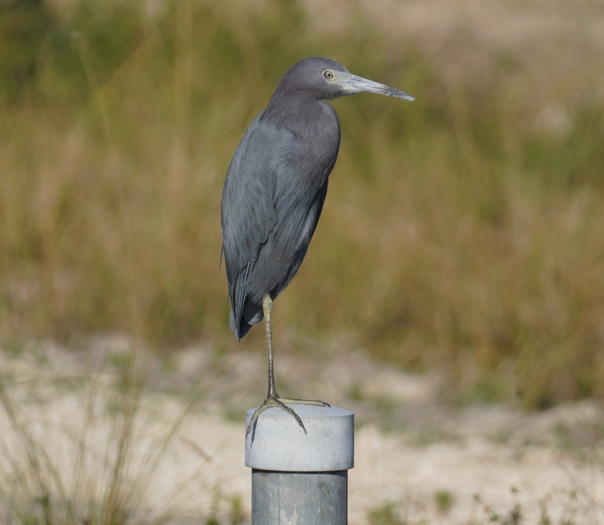 volavka modrošedá - ML646351011