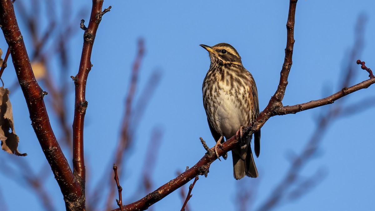 Redwing - ML646351013