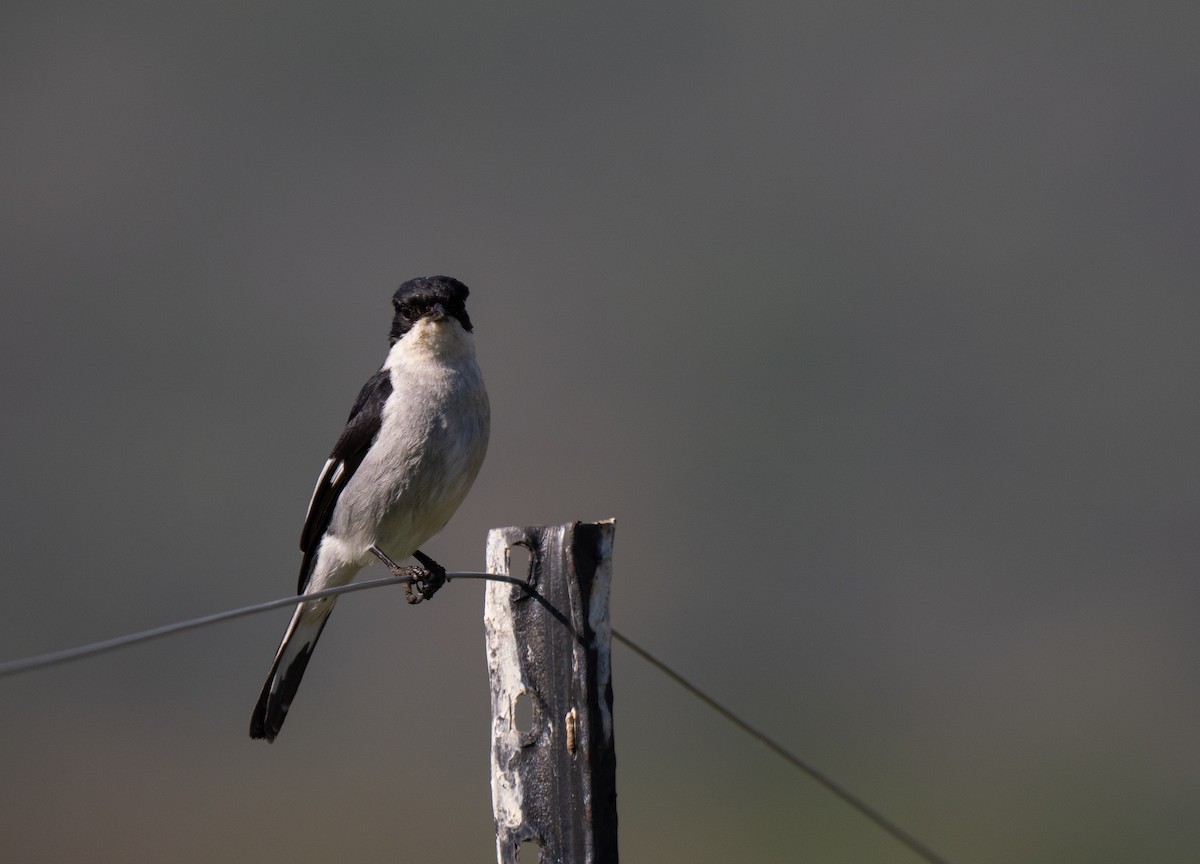 Fiscal Flycatcher - ML646351014
