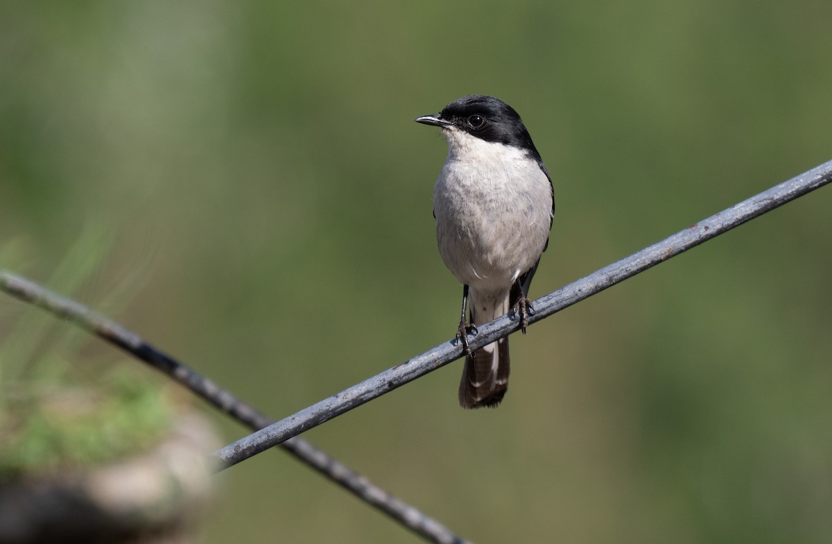 Fiscal Flycatcher - ML646351015