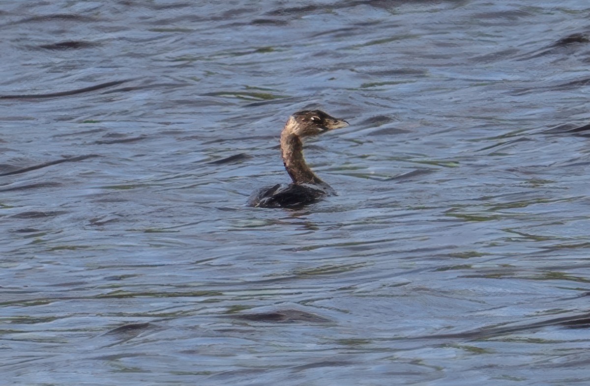 Kalın Gagalı Batağan - ML646351016