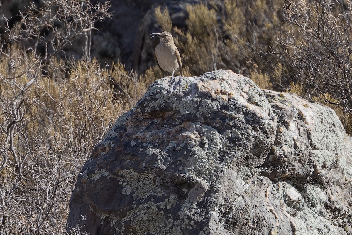 Scale-throated Earthcreeper - ML646351021