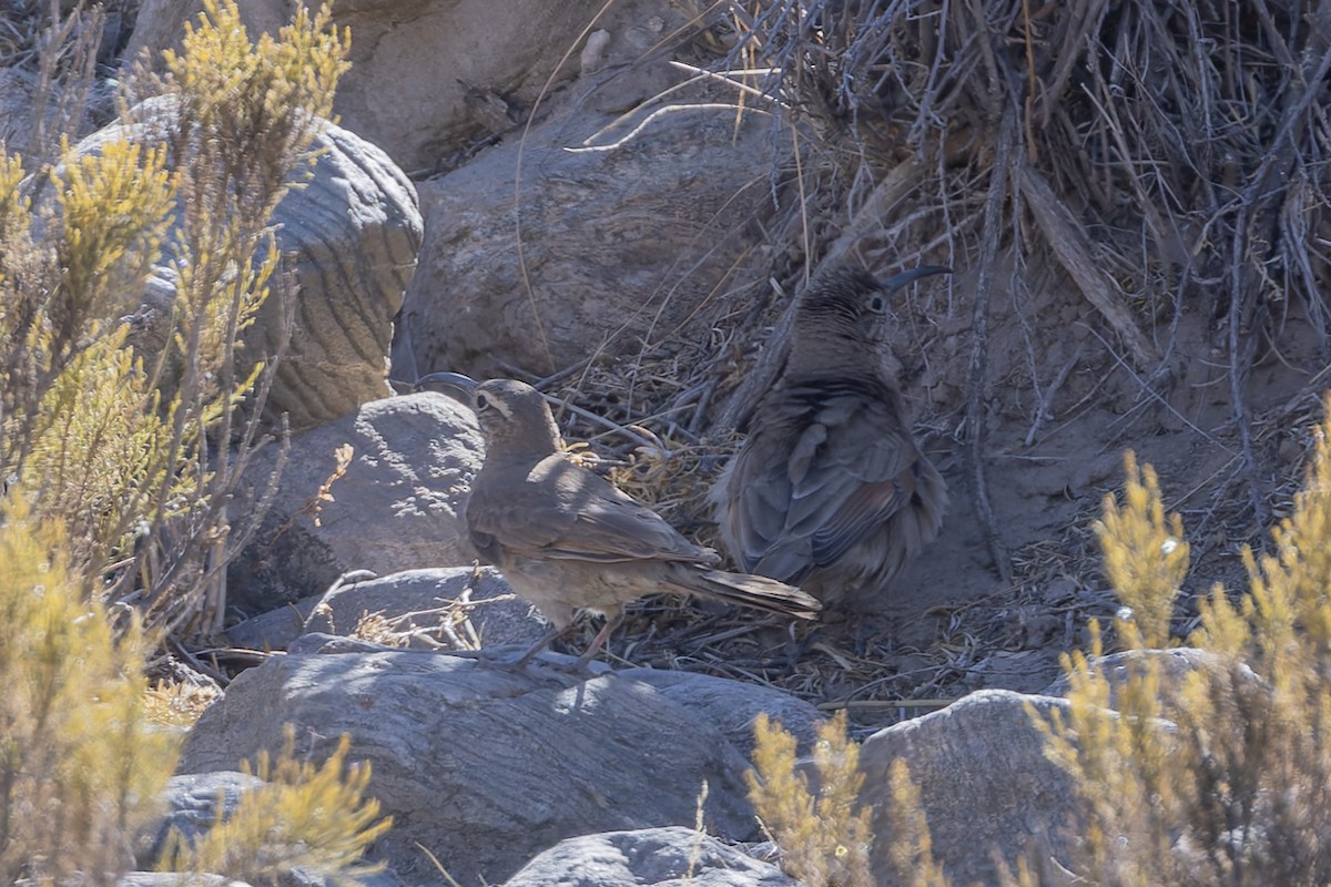 Scale-throated Earthcreeper - ML646351022