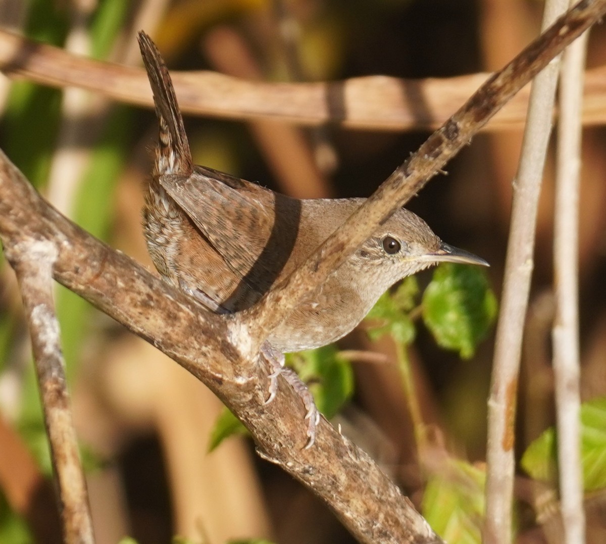 Northern House Wren - ML646351023