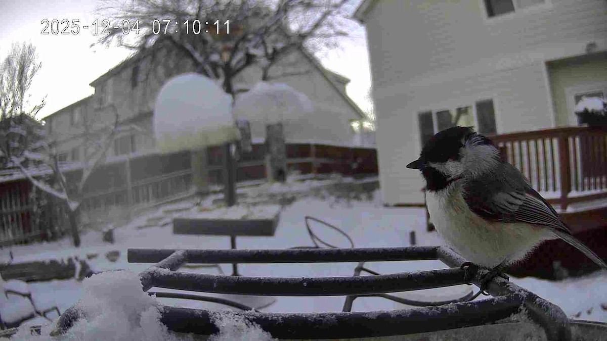 Гаїчка світлокрила - ML646351025