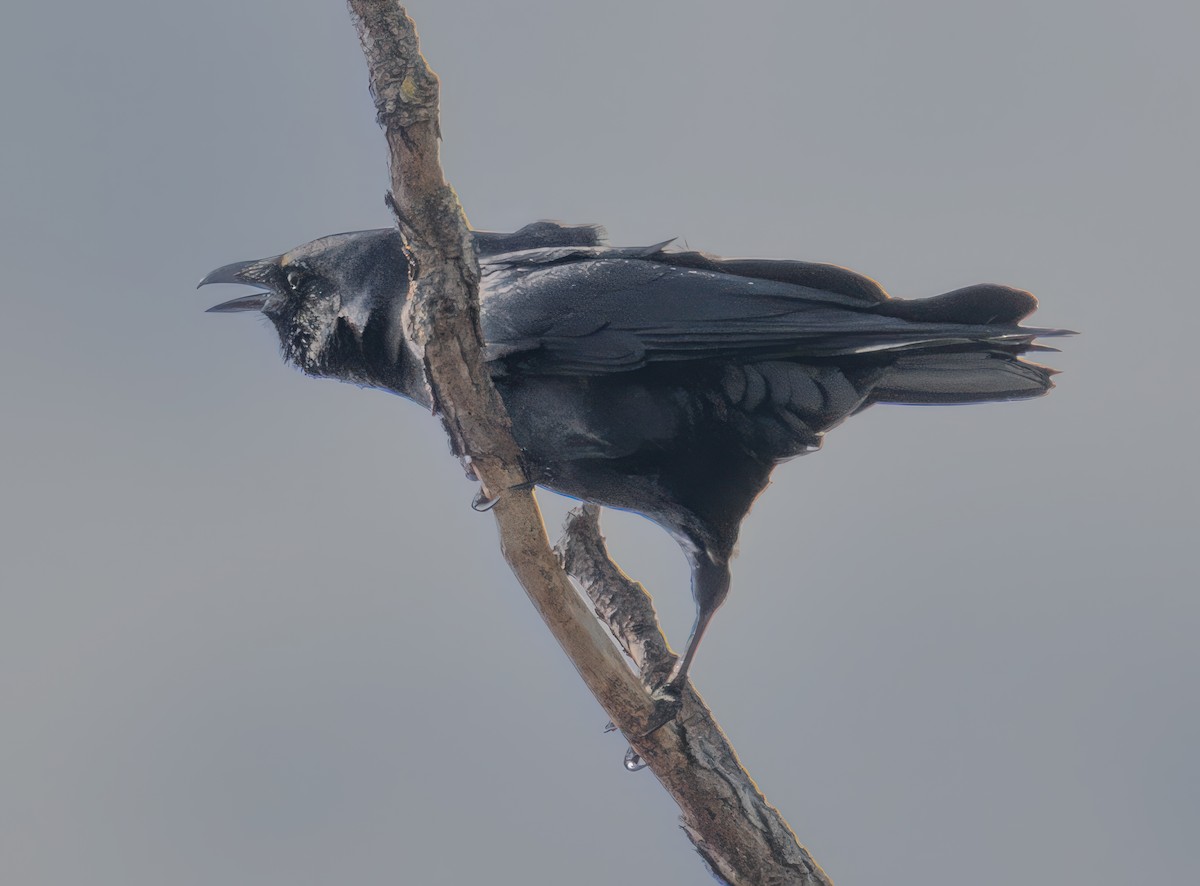 Fish Crow - ML646351028