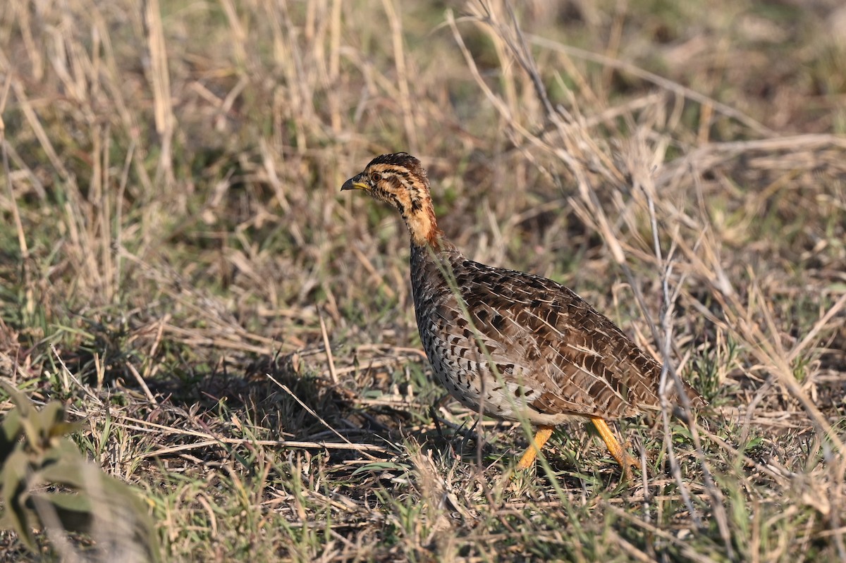 Coqui Francolin - ML646351030