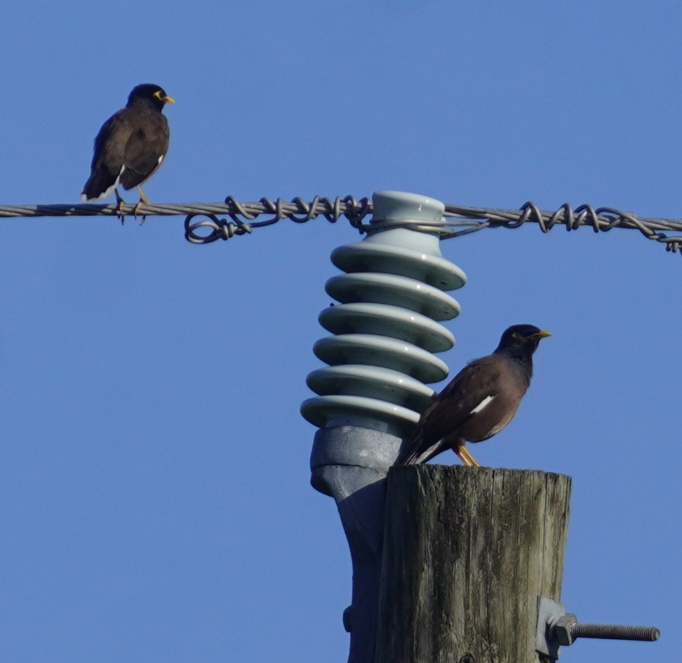 majna obecná - ML646351033