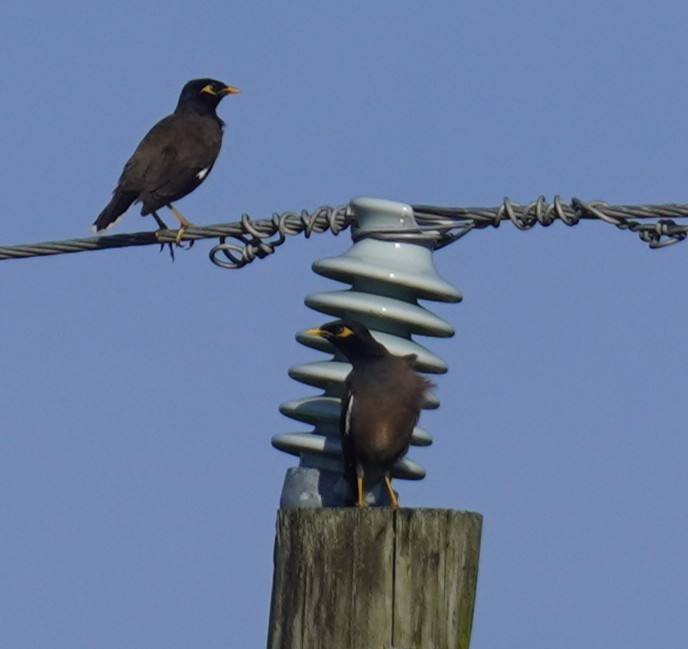 majna obecná - ML646351034