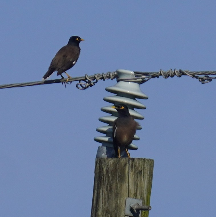 majna obecná - ML646351035