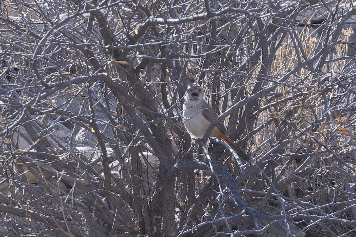 Rusty-vented Canastero - ML646351036