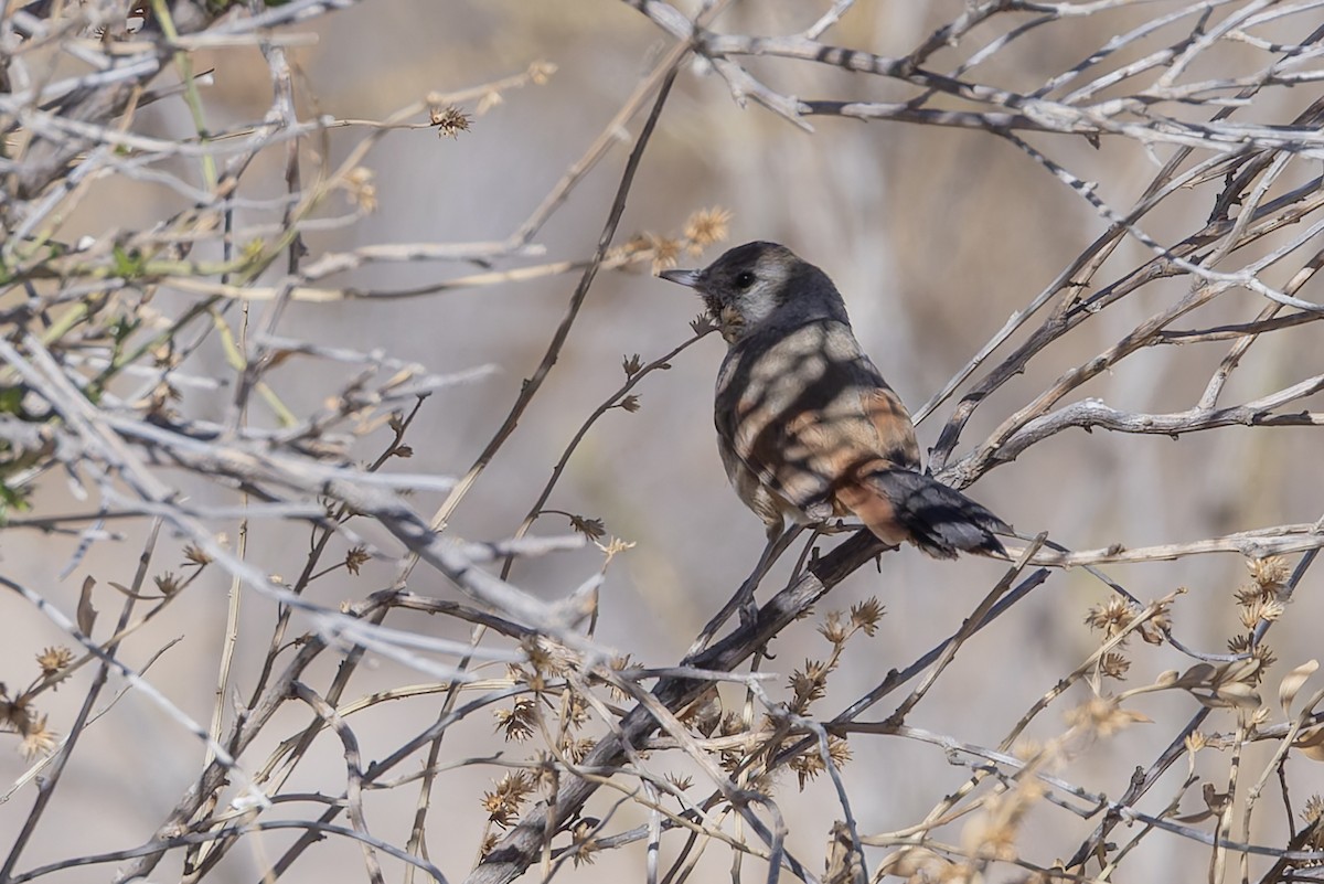 Rusty-vented Canastero - ML646351037