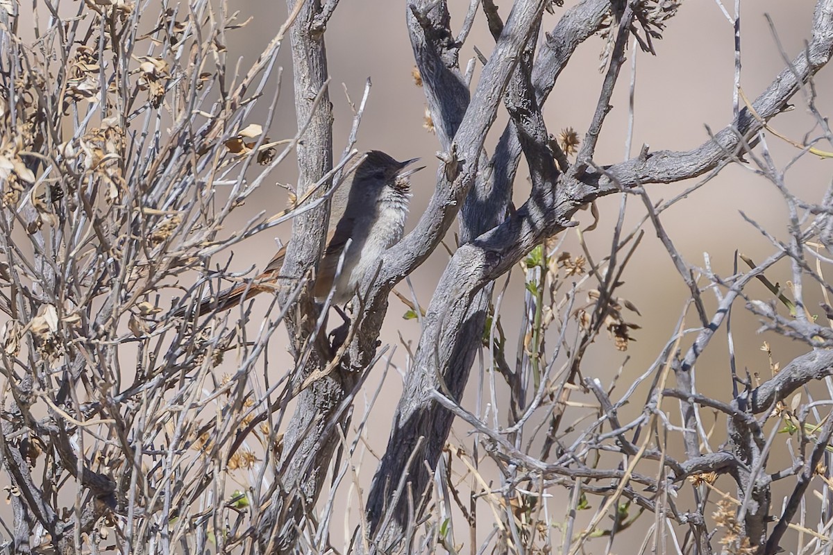 Rusty-vented Canastero - ML646351038