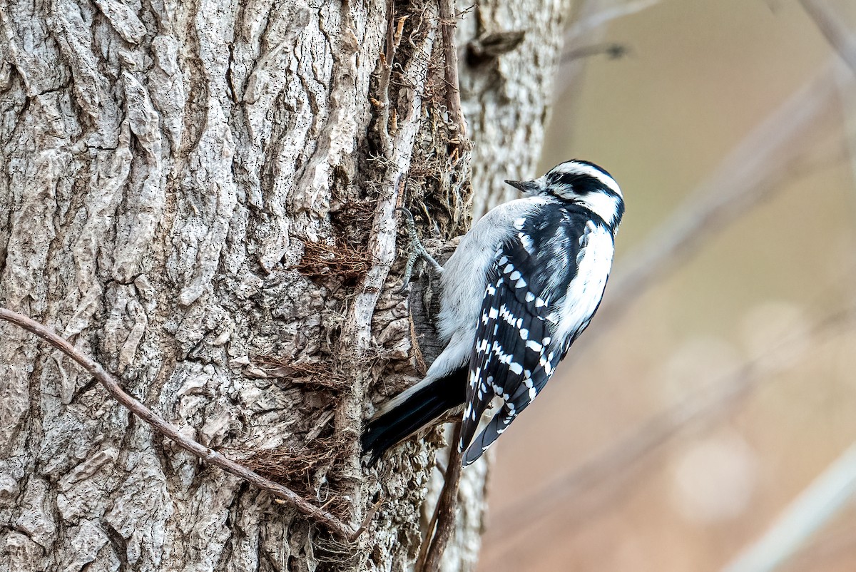 Downy Woodpecker - ML646351039