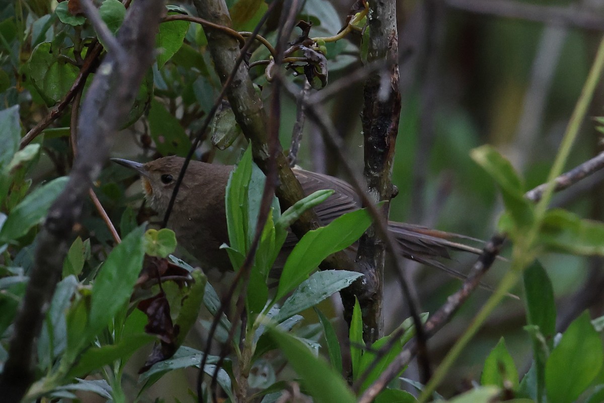 Itatiaia Spinetail - ML646351040