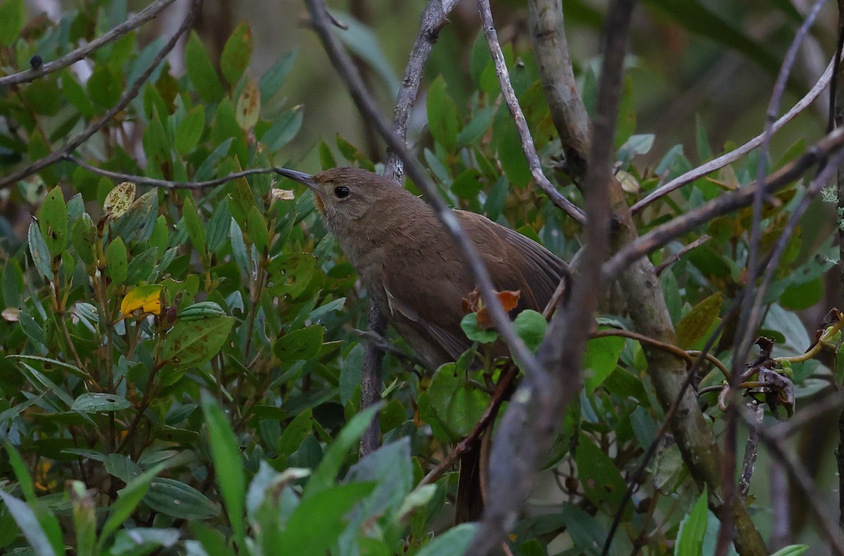 Itatiaia Spinetail - ML646351041