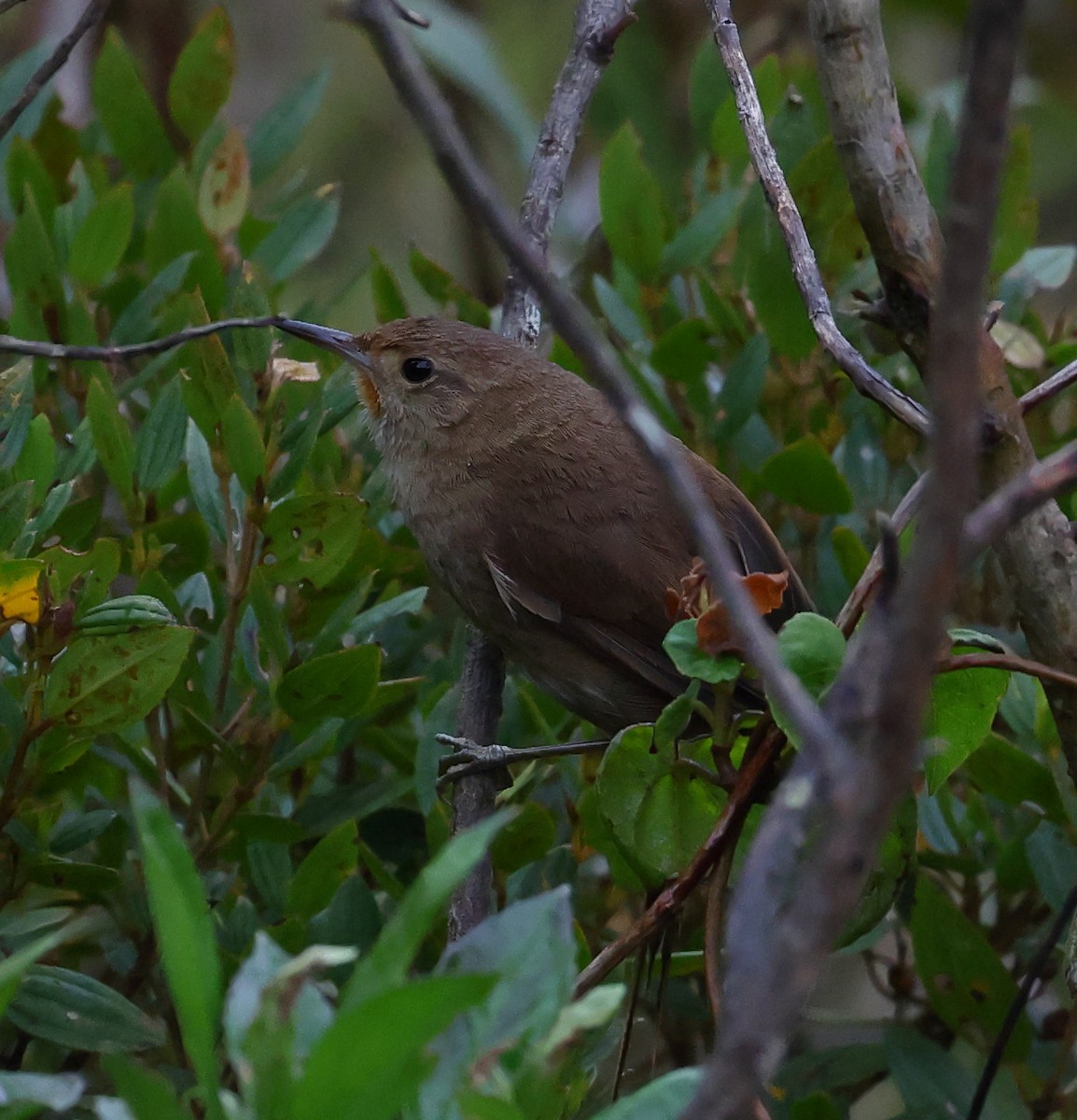 Itatiaia Spinetail - ML646351042