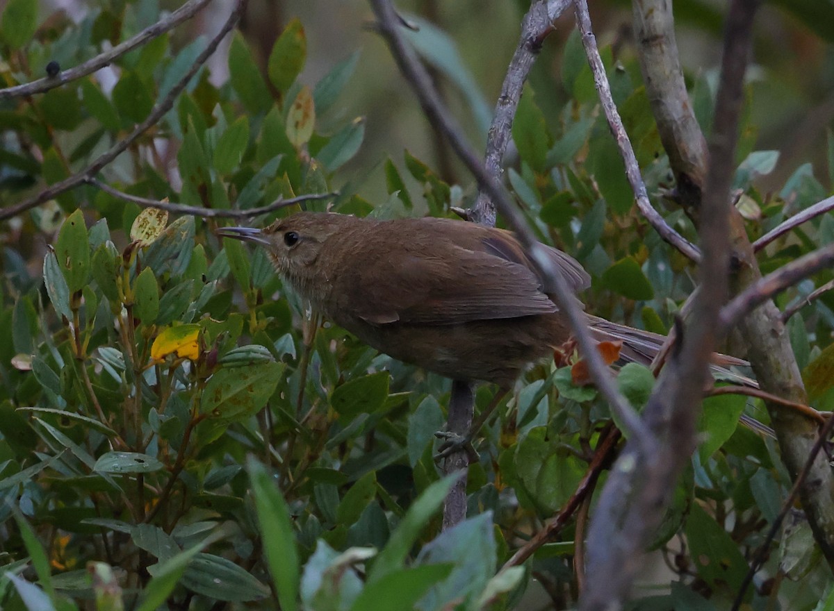 Itatiaia Spinetail - ML646351043