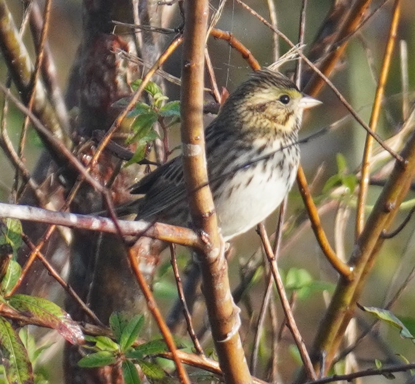 Savannah Sparrow - ML646351044