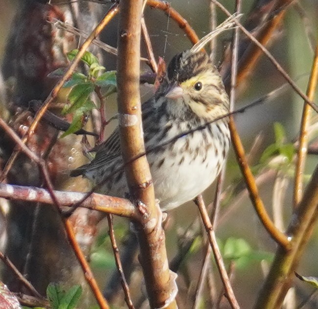 Savannah Sparrow - ML646351045