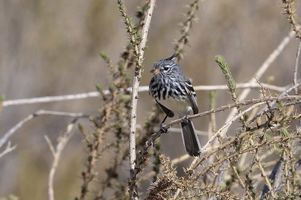 Yellow-billed Tit-Tyrant - ML646351046