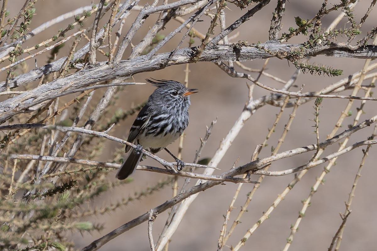Yellow-billed Tit-Tyrant - ML646351047