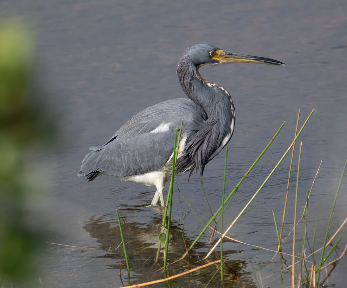 Tricolored Heron - ML646351049