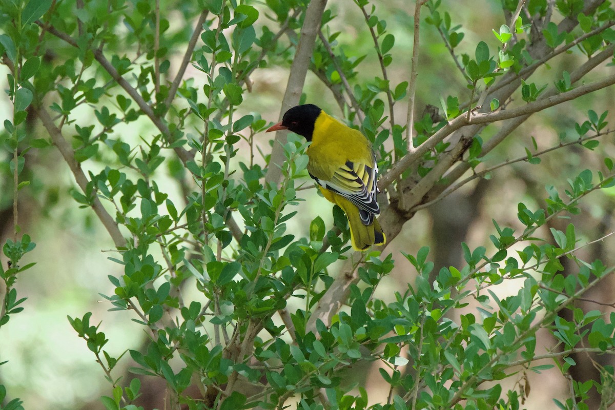 African Black-headed Oriole - ML646351050