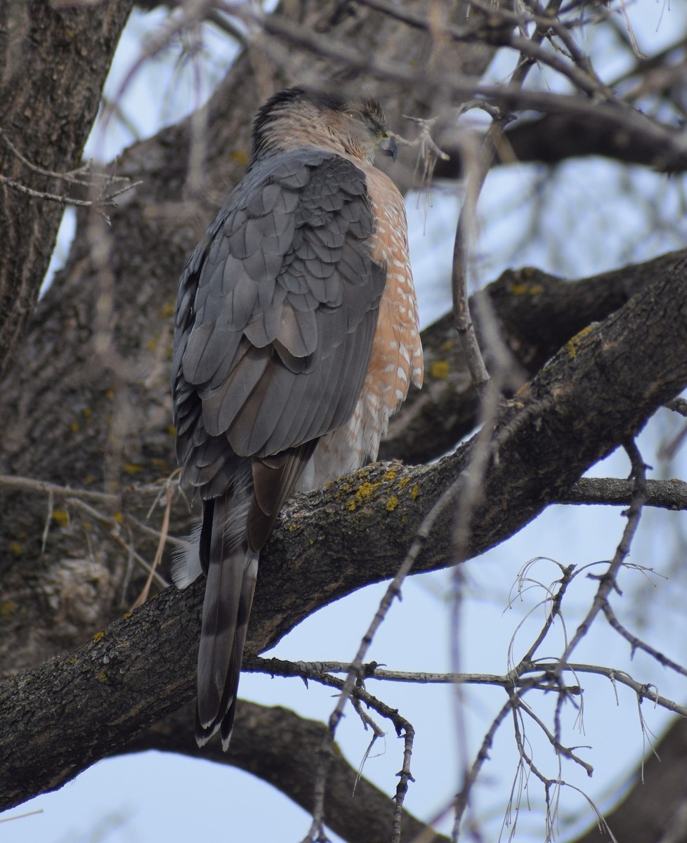 Cooper's Hawk - ML646351051
