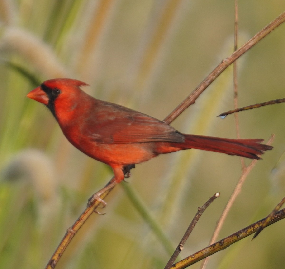 Northern Cardinal - ML646351052