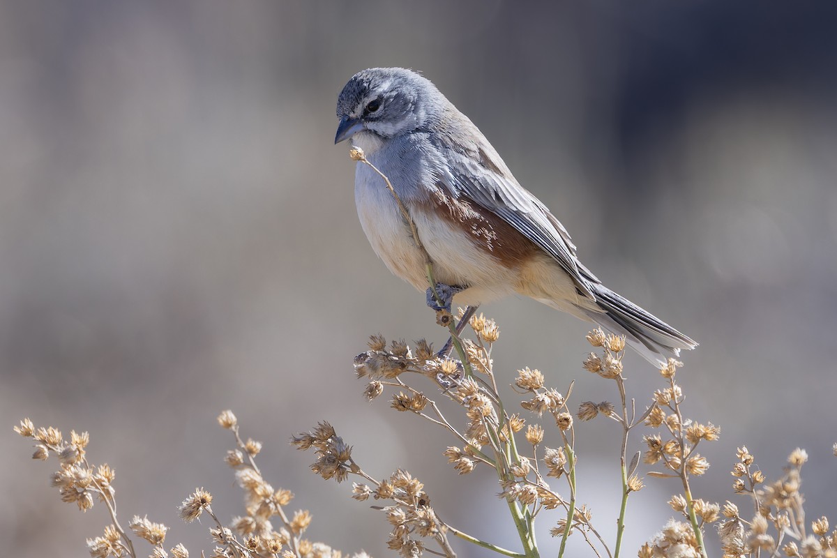 Rufous-sided Warbling Finch - ML646351053