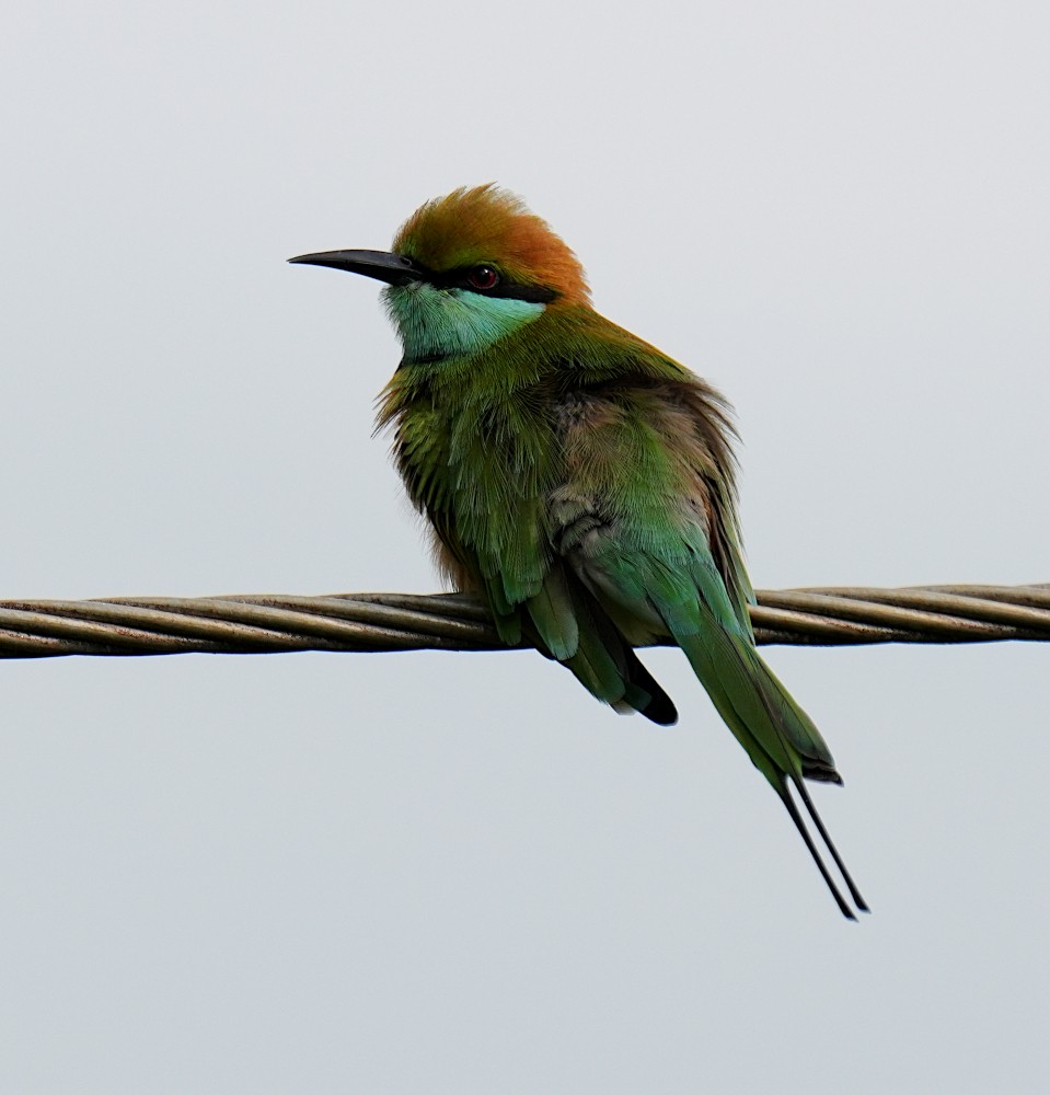 Asian Green Bee-eater - ML646351054