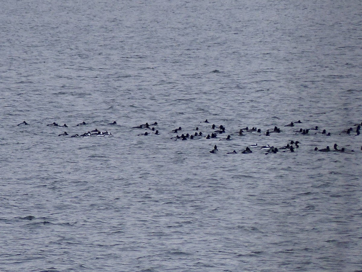 Bufflehead - ML646351055