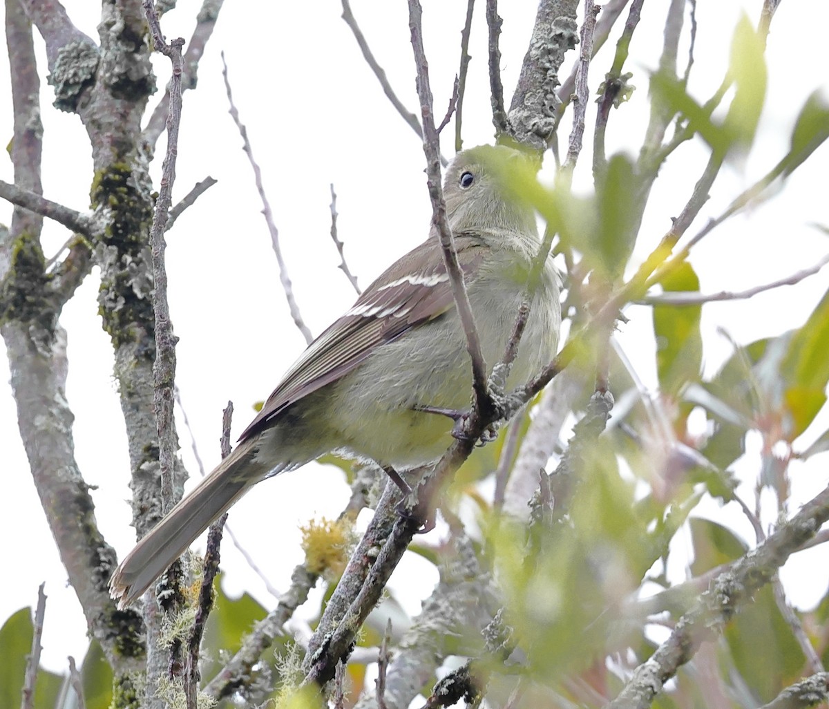 Small-headed Elaenia - ML646351056