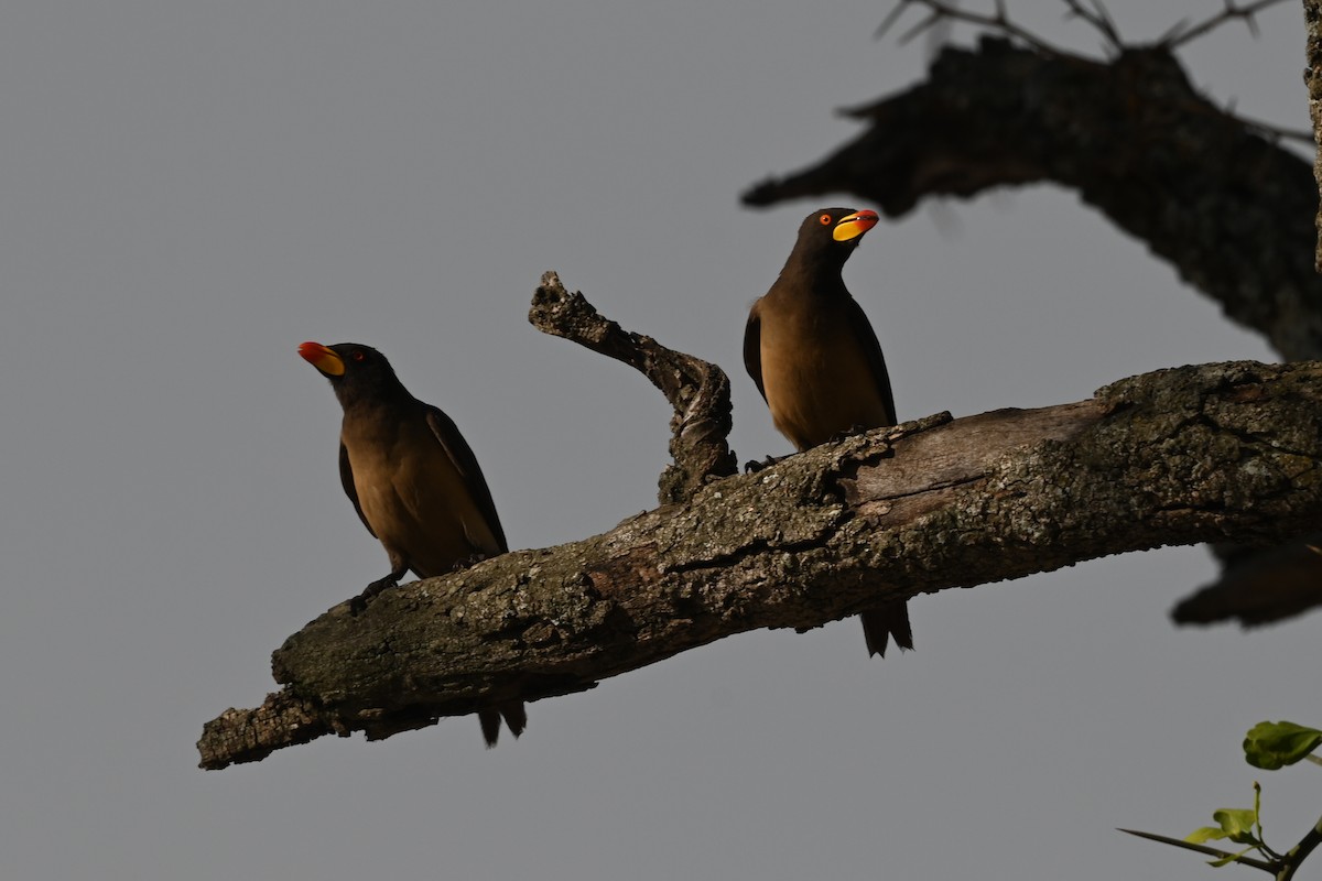 Gelbschnabel-Madenhacker - ML646351061