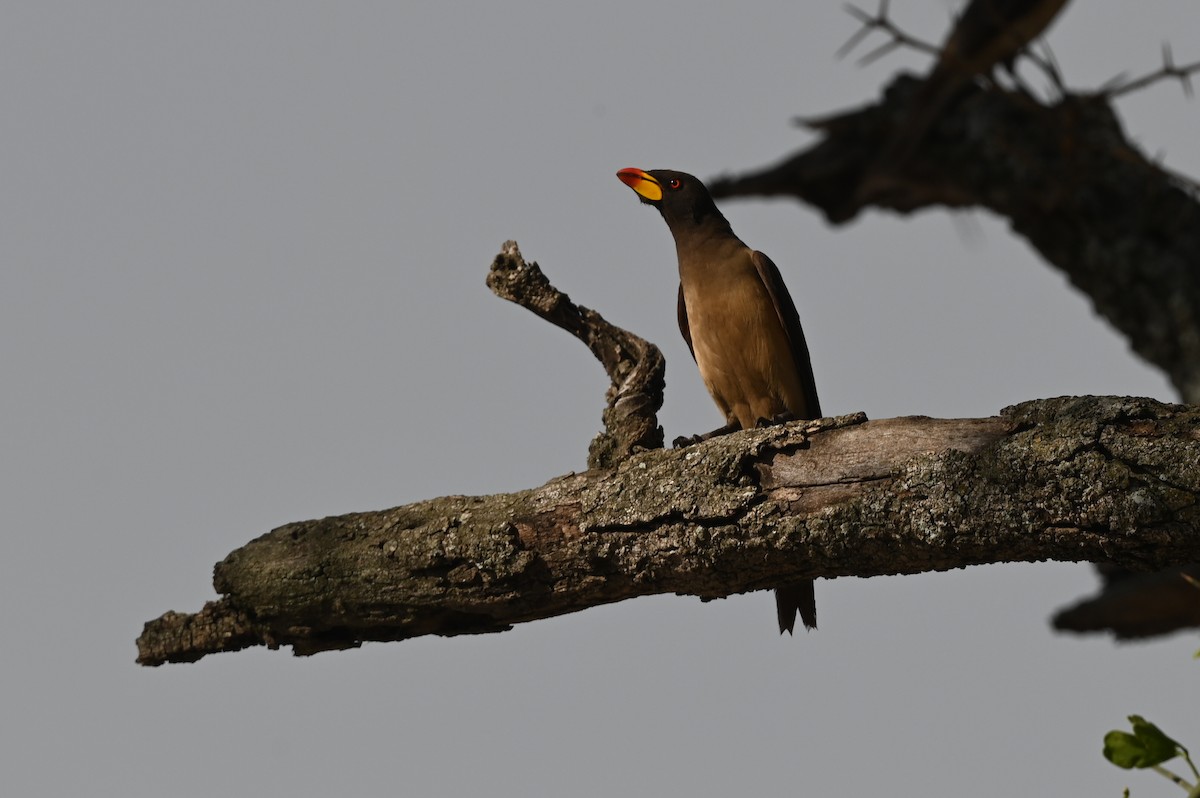 Gelbschnabel-Madenhacker - ML646351062