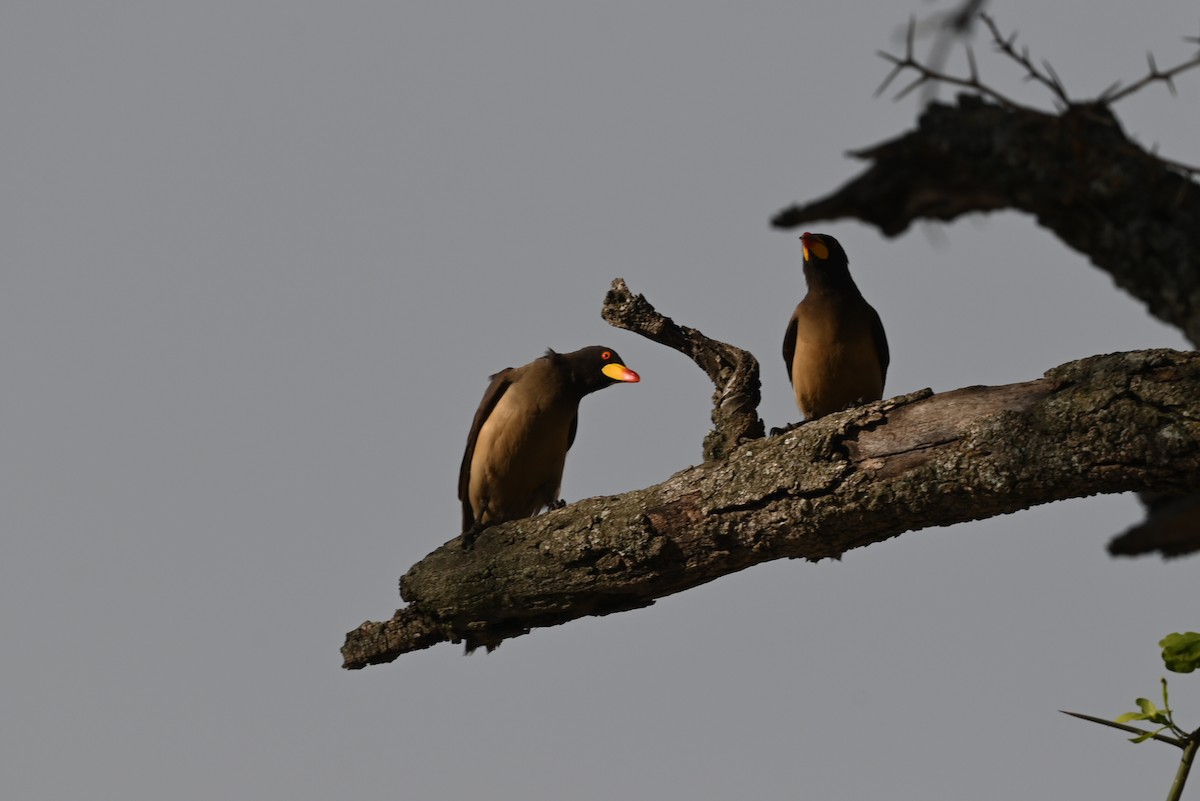 Gelbschnabel-Madenhacker - ML646351063