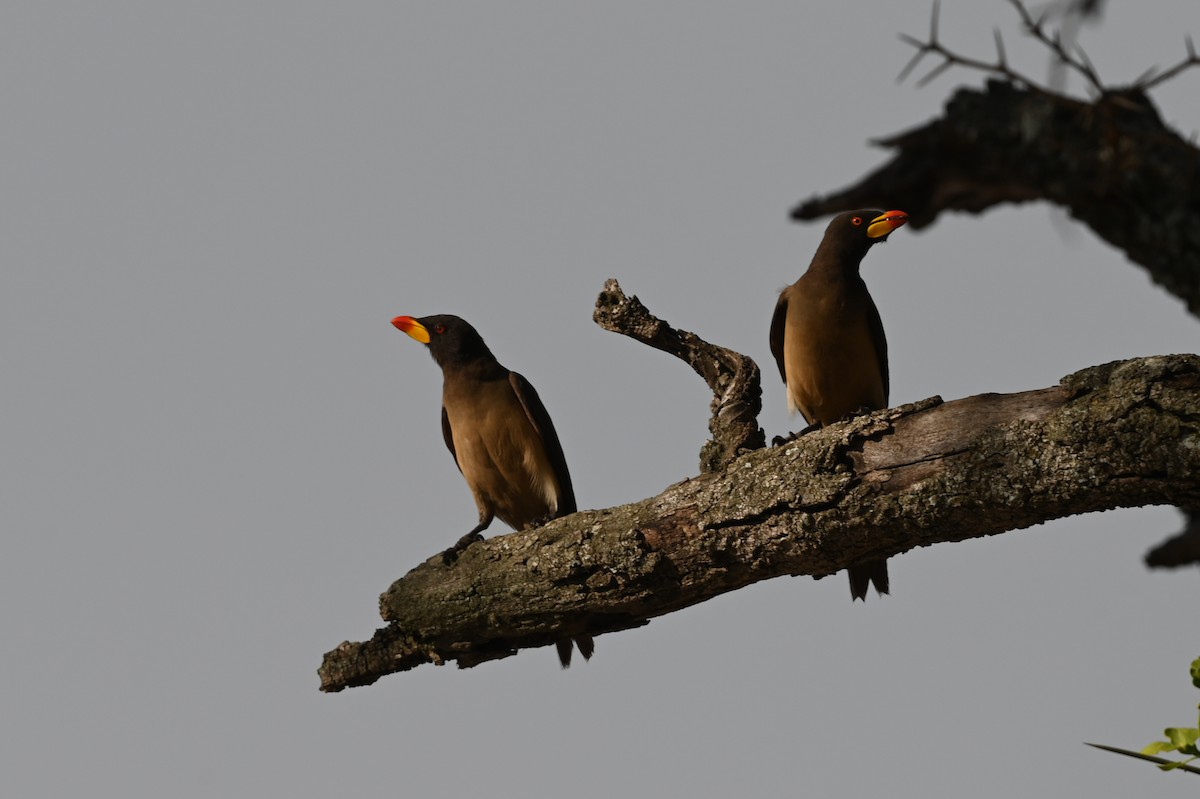 Gelbschnabel-Madenhacker - ML646351064