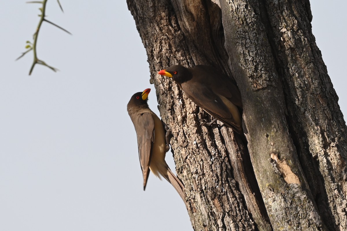 Gelbschnabel-Madenhacker - ML646351065