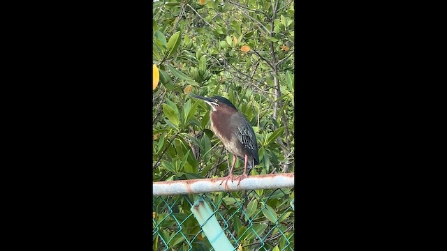 Чапля зелена - ML646351066