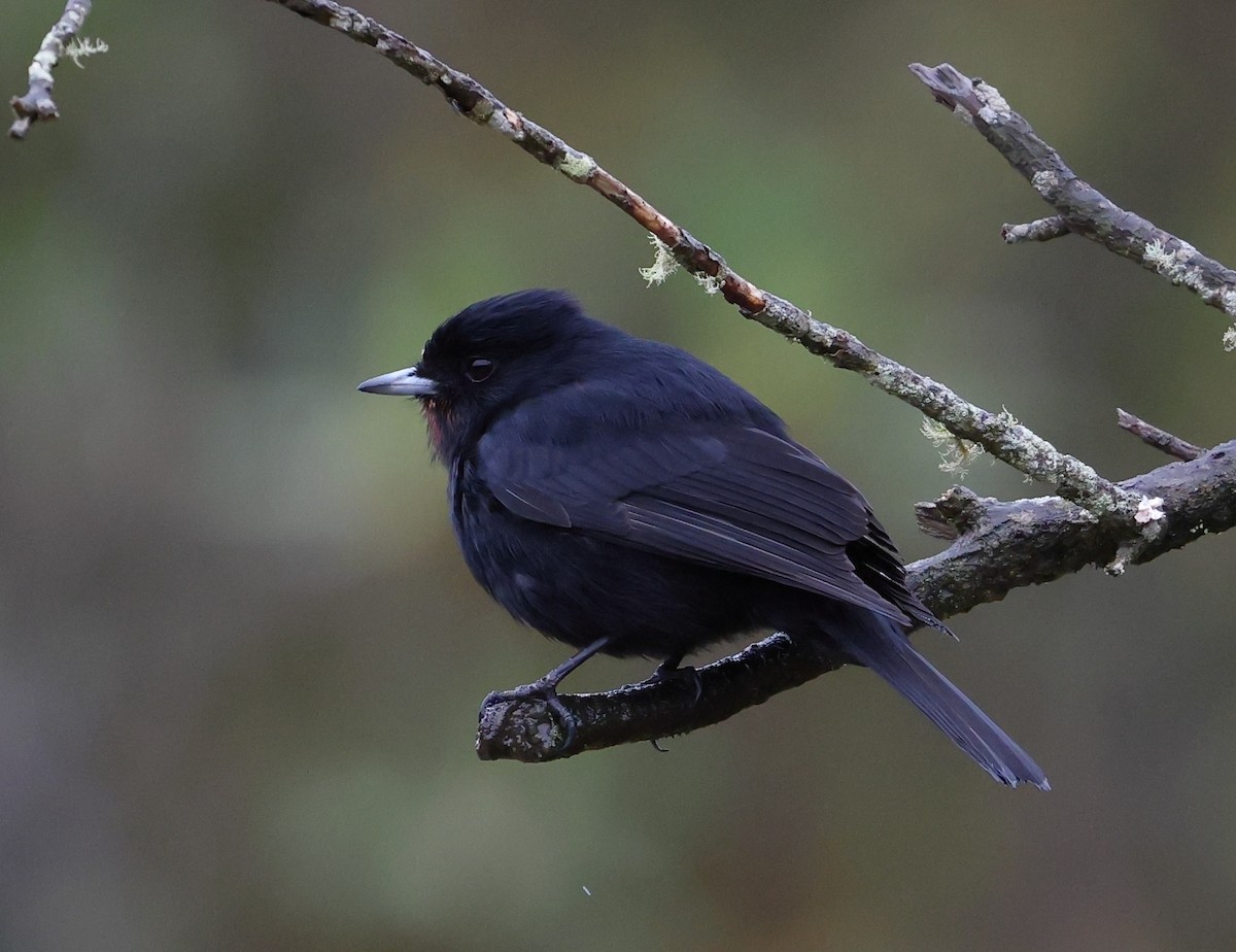 Velvety Black-Tyrant - ML646351067