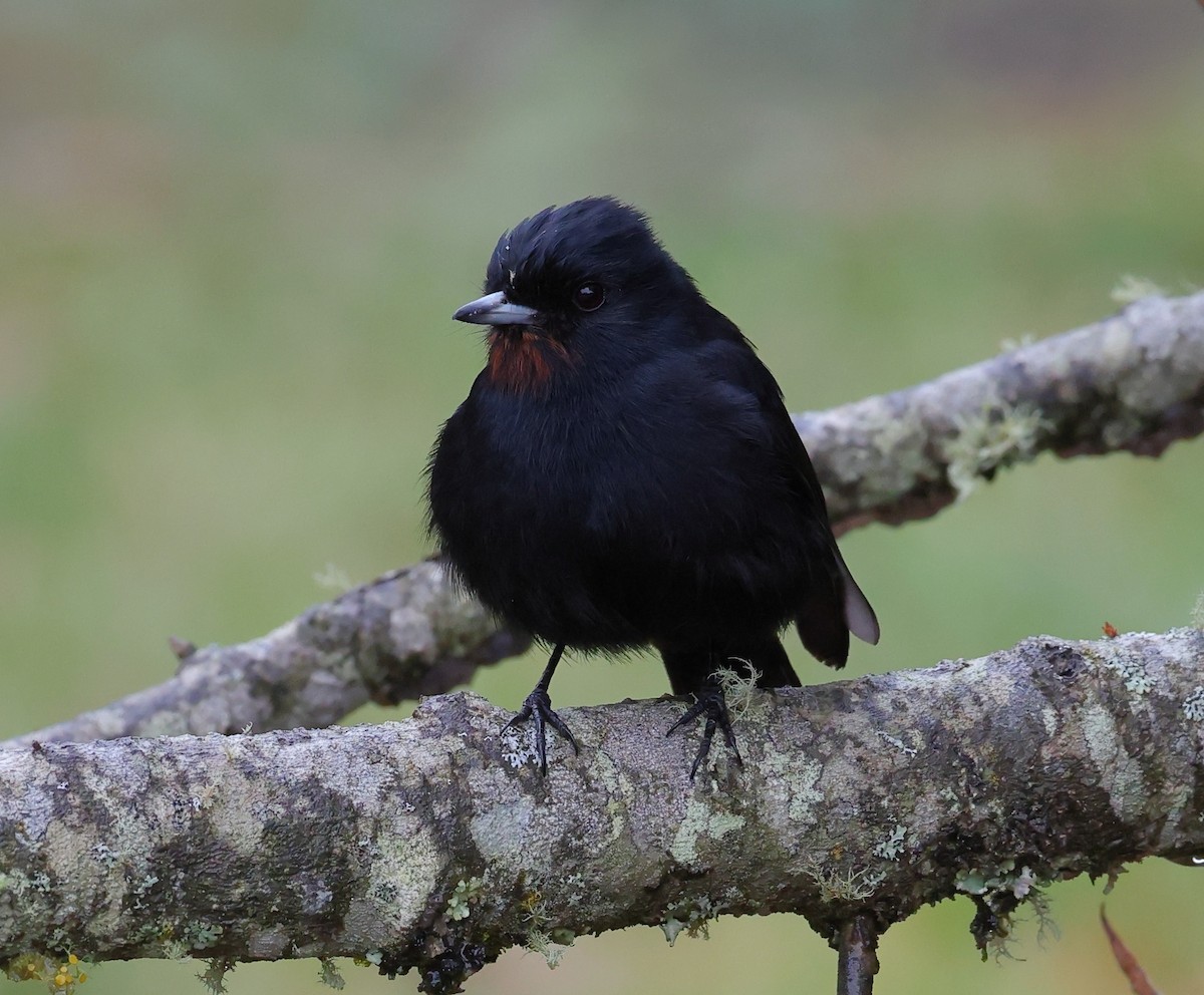 Velvety Black-Tyrant - ML646351068