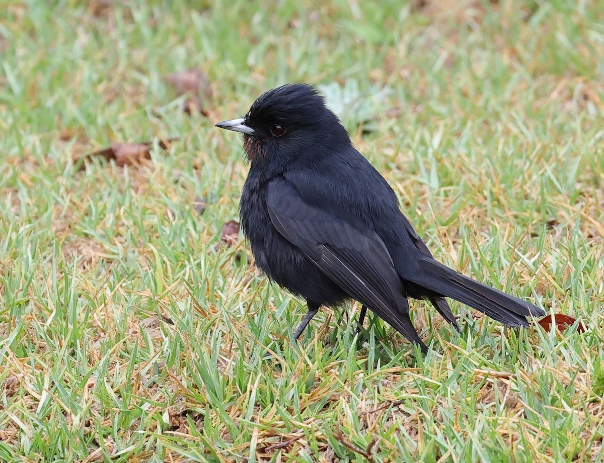 Velvety Black-Tyrant - ML646351069