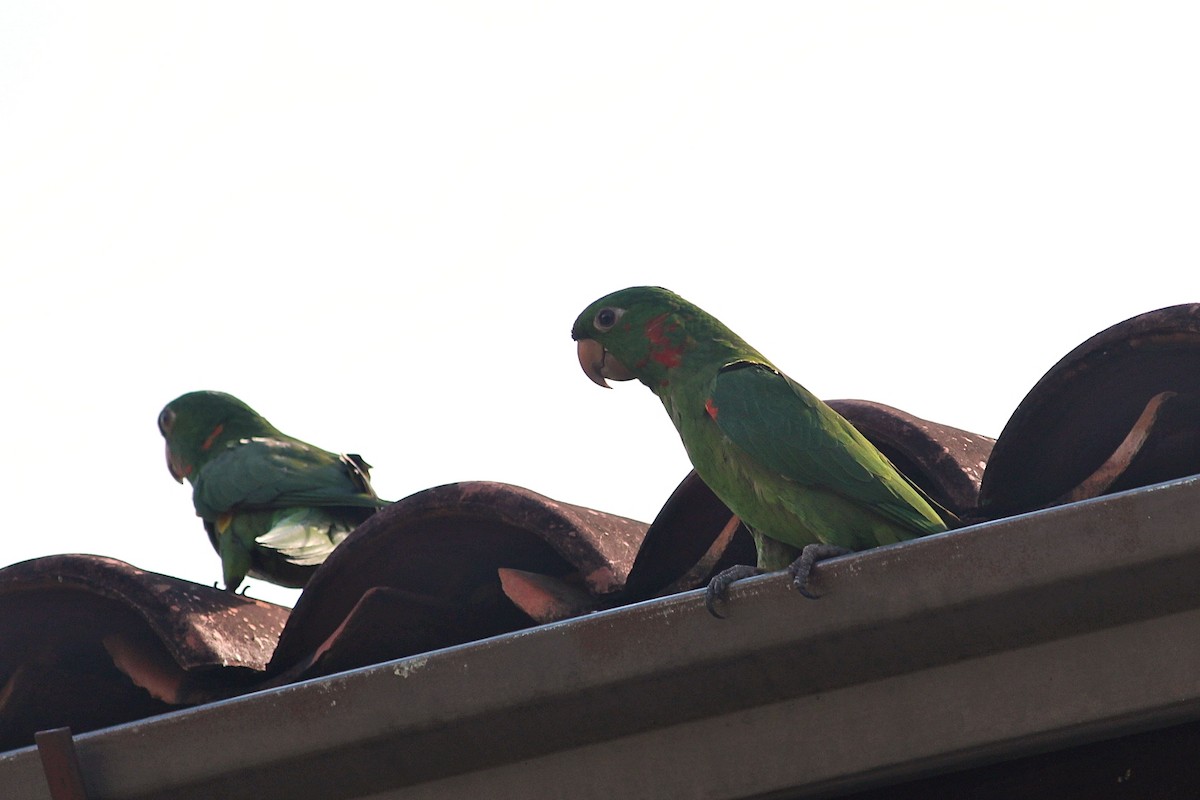 White-eyed Parakeet - ML646351070