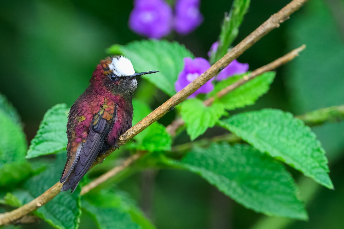 Snowcap - ML646351071