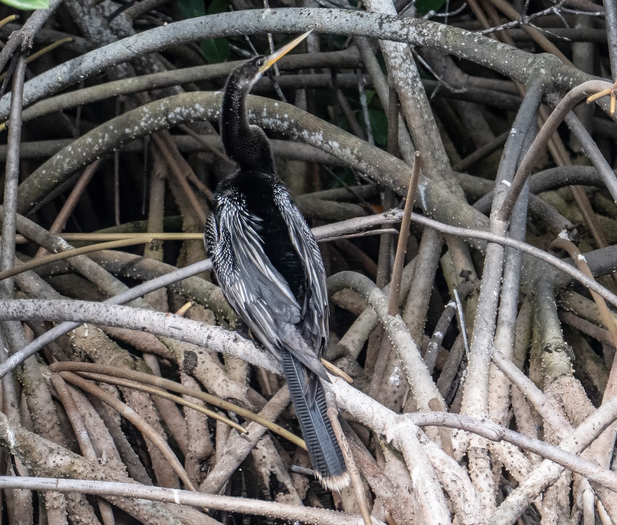 Anhinga - ML646351072