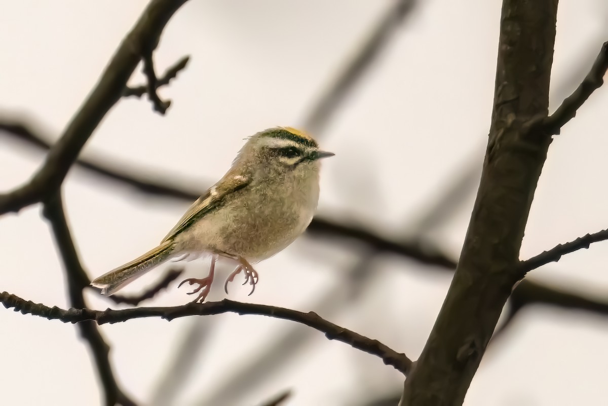 Golden-crowned Kinglet - ML646351075
