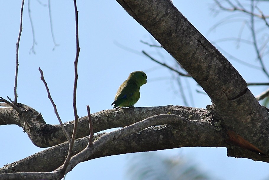 Cobalt-rumped Parrotlet - ML646351080