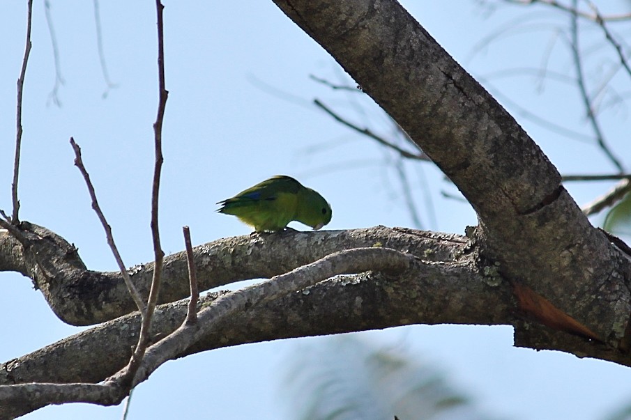 Cobalt-rumped Parrotlet - ML646351081