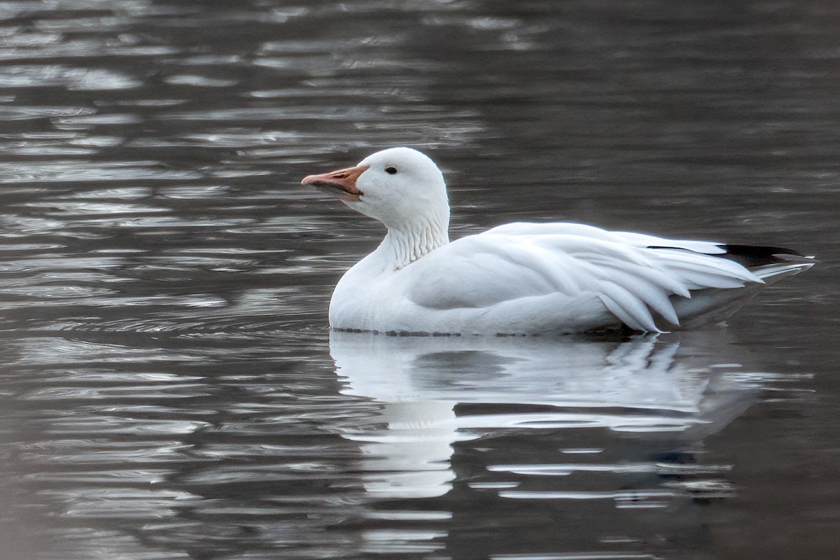 Ánsar Nival - ML646351083